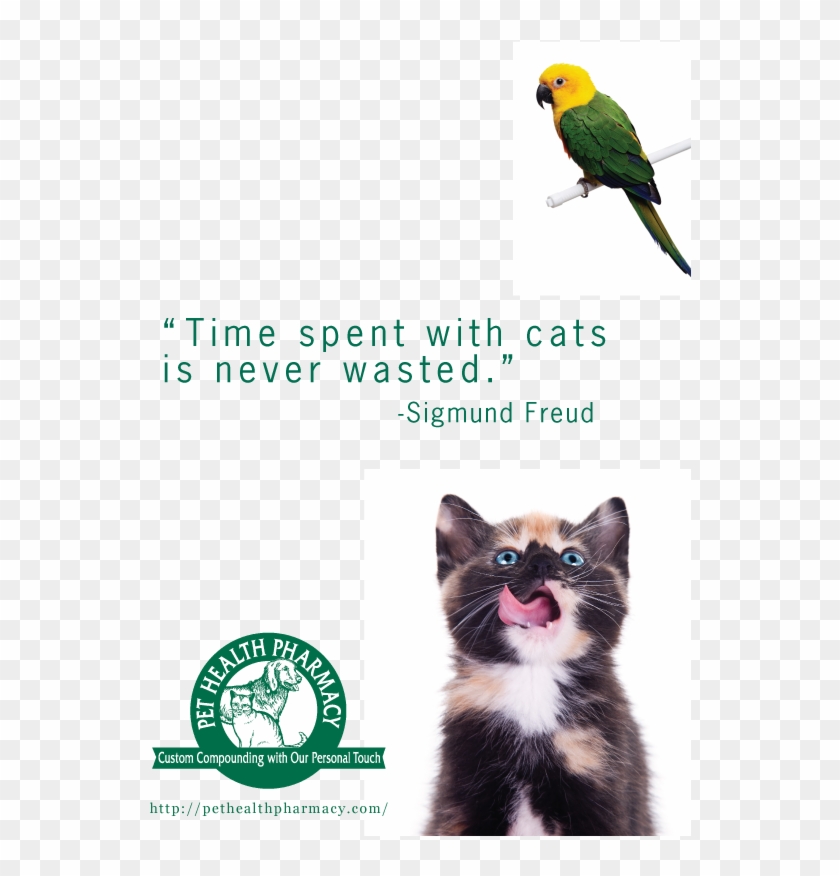 Sigmund Freud - Kitten Eating Pet Food Clipart #4049302