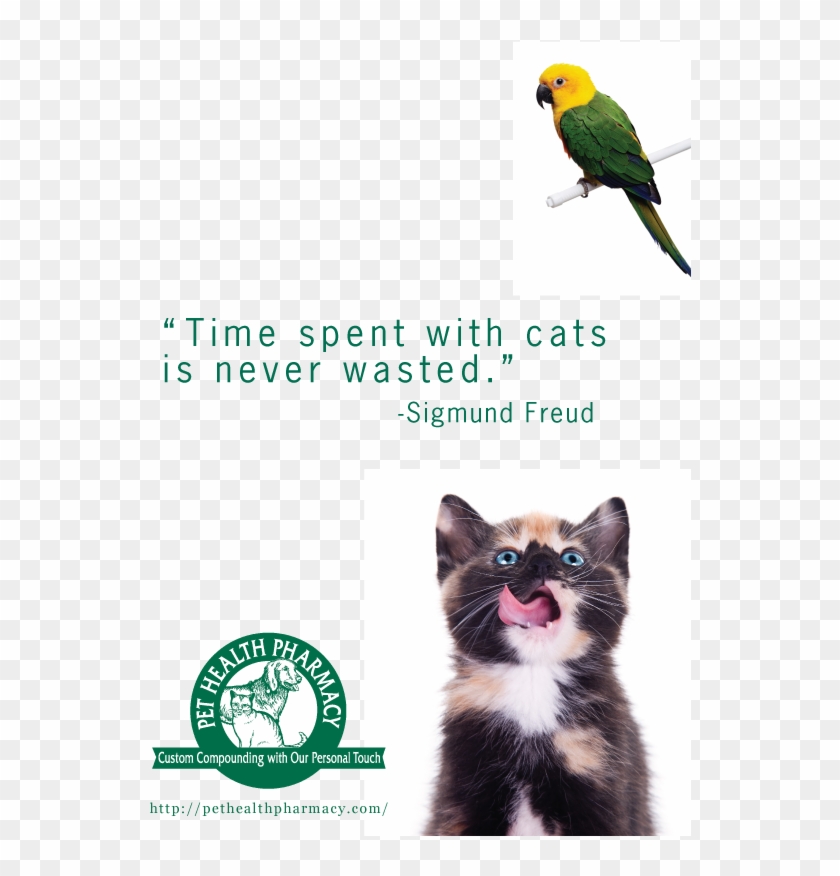 Sigmund Freud - Kitten Eating Pet Food Clipart
