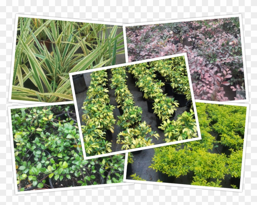 Ground Cover - Botanical Garden Clipart