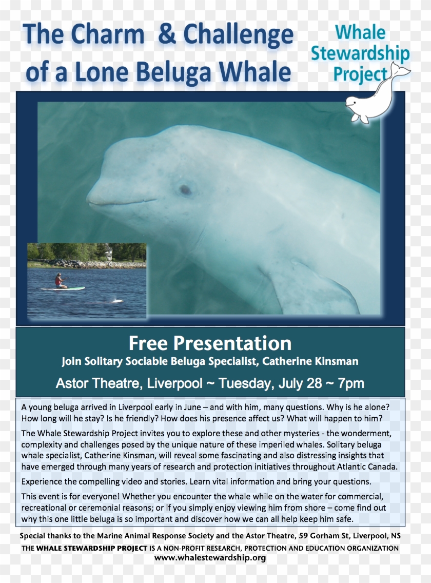 Free - Beluga Whale Clipart