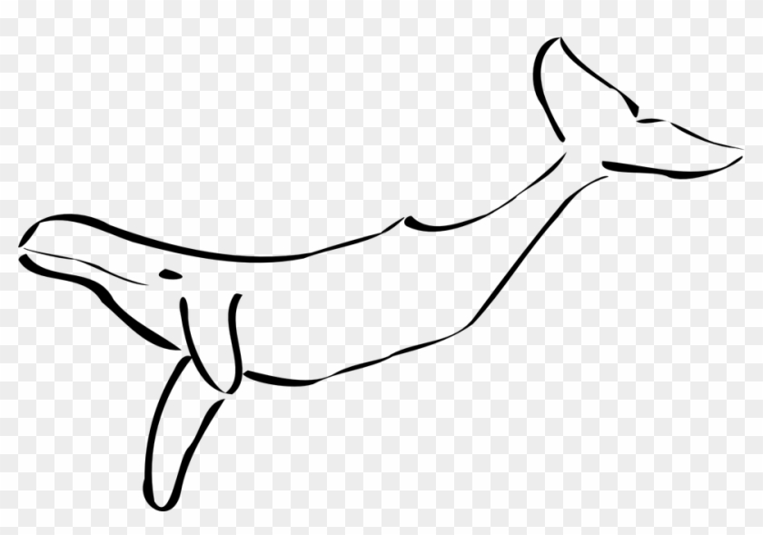 Humpback Whale Tail Sea Mammal Ocean Swimming - Whales Black And White Clipart