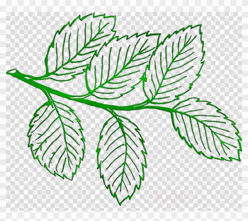 Plant Botany Png Image Clipart Free Download Transparent Png #4053541