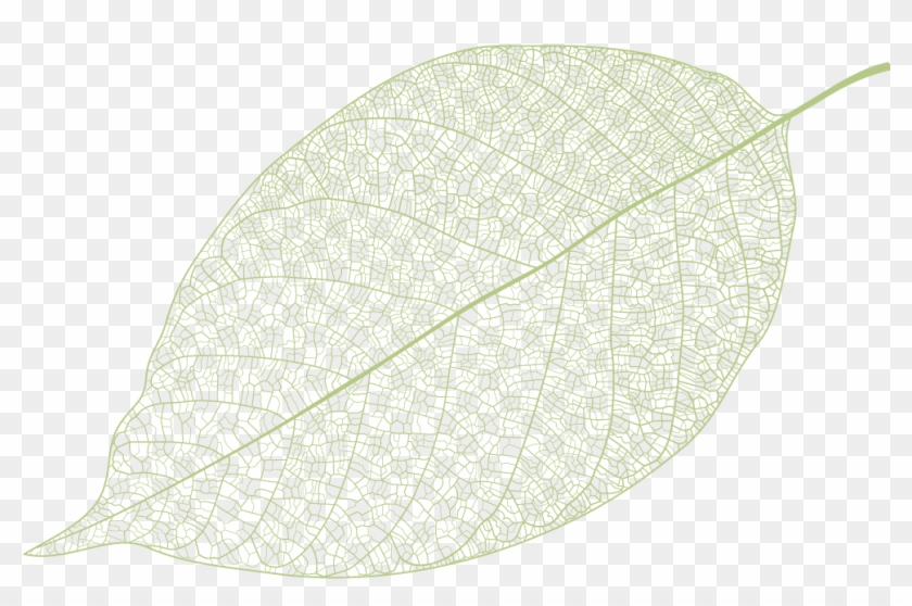 Pattern Transprent Png Free Download Line Product - Slippery Elm Clipart