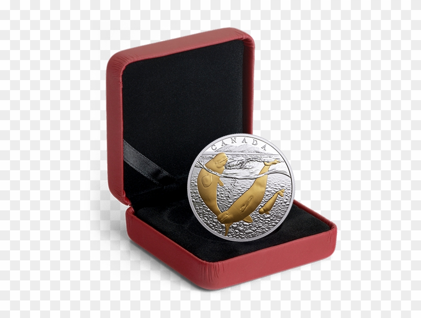 *arctic Beluga Whale - Box For Silver Coin Clipart #4053968