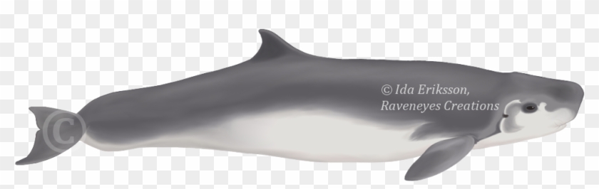 Kogia Sima Beluga - Small Sperm Whale Clipart