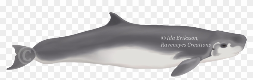 Kogia Sima Beluga - Small Sperm Whale Clipart #4054065