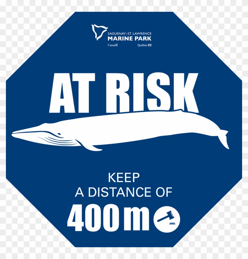 Whale At Risk Stop - Whales Clipart
