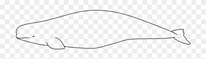 Delphinapterus Leucas Size Model - Weißwal Clipart #4054496