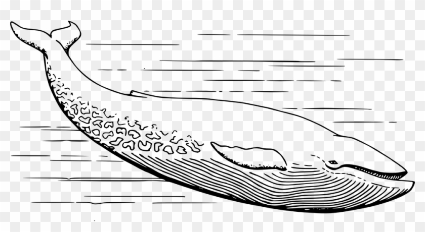 Fish, White, Marine Life, Water - Blue Whale Clipart Black And White - Png Download