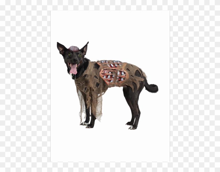 9 Zombie - Hellhound Costume For Dogs Clipart