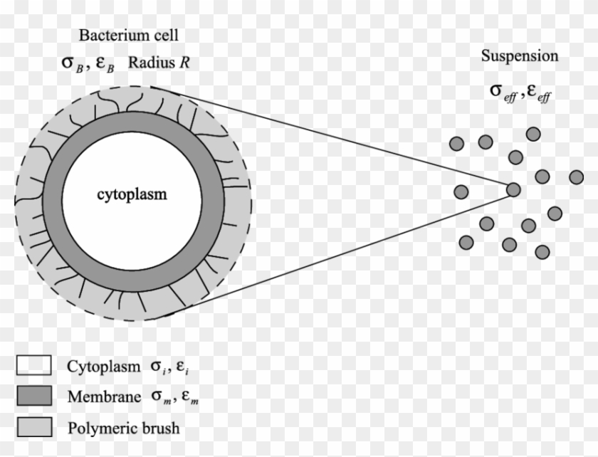 Sketch Of The Geometry Of The Bacteria Used To Build - Cytoplasm Sketch Clipart #4056259