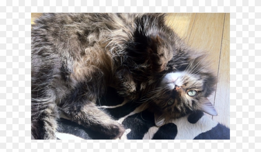 Awesome Artsy High-ceiling Loft Close To Downtown Montreal - Kitten Clipart