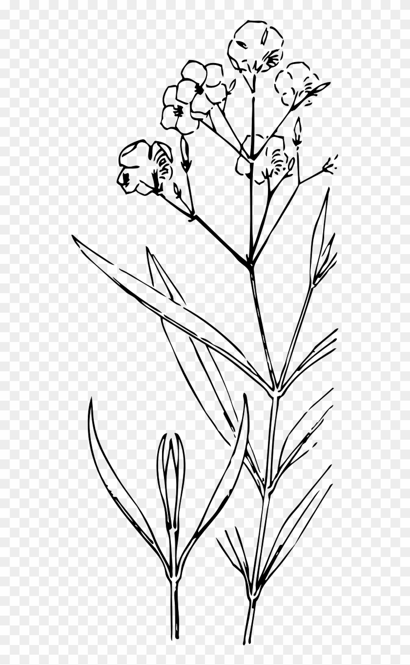 Oleanders Plant Stem Flowers Png Image - Oleander Clipart #4061000
