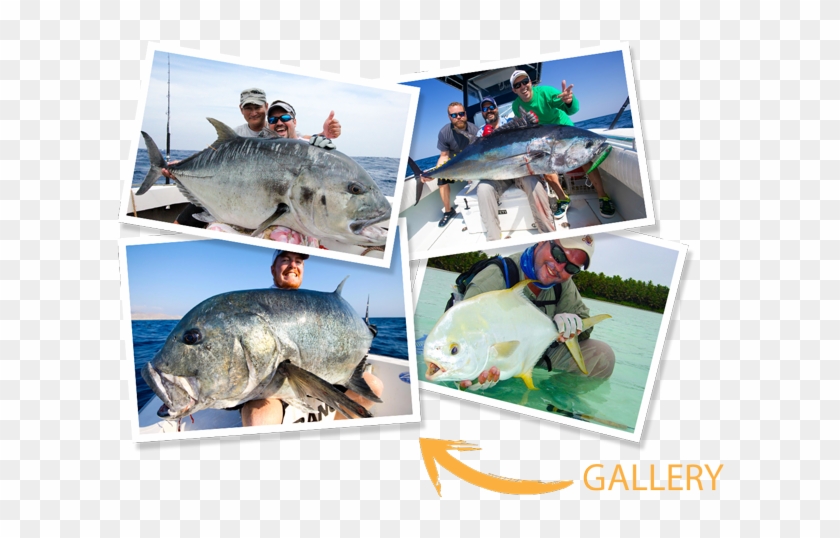 Charters - Pacific Sturgeon Clipart