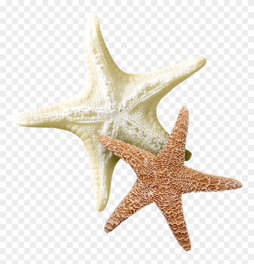 Étoile De Mer Transparent , Png Download - Étoile De Mer Png Clipart #4064162