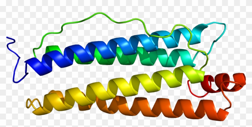 Human Heavy Chain Ferritin Clipart #4064730