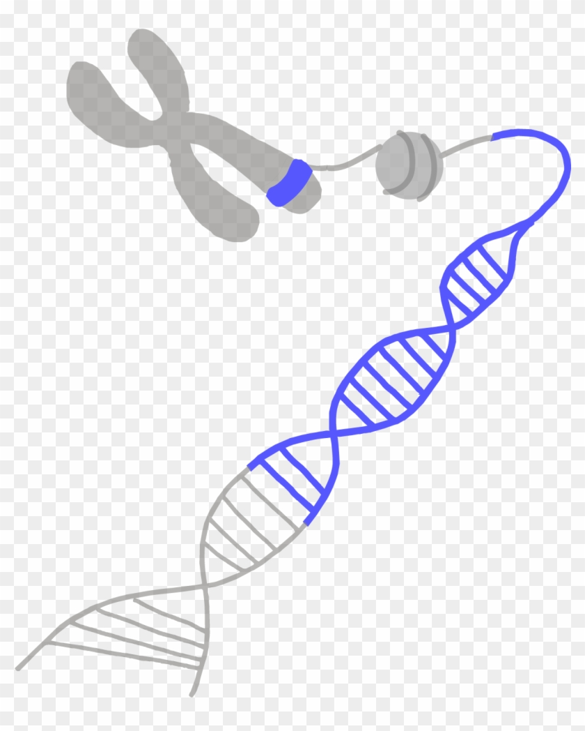 Each Gene Is A Set Of Instructions For Making A Particular - Genetic Transparent Clipart #4064947