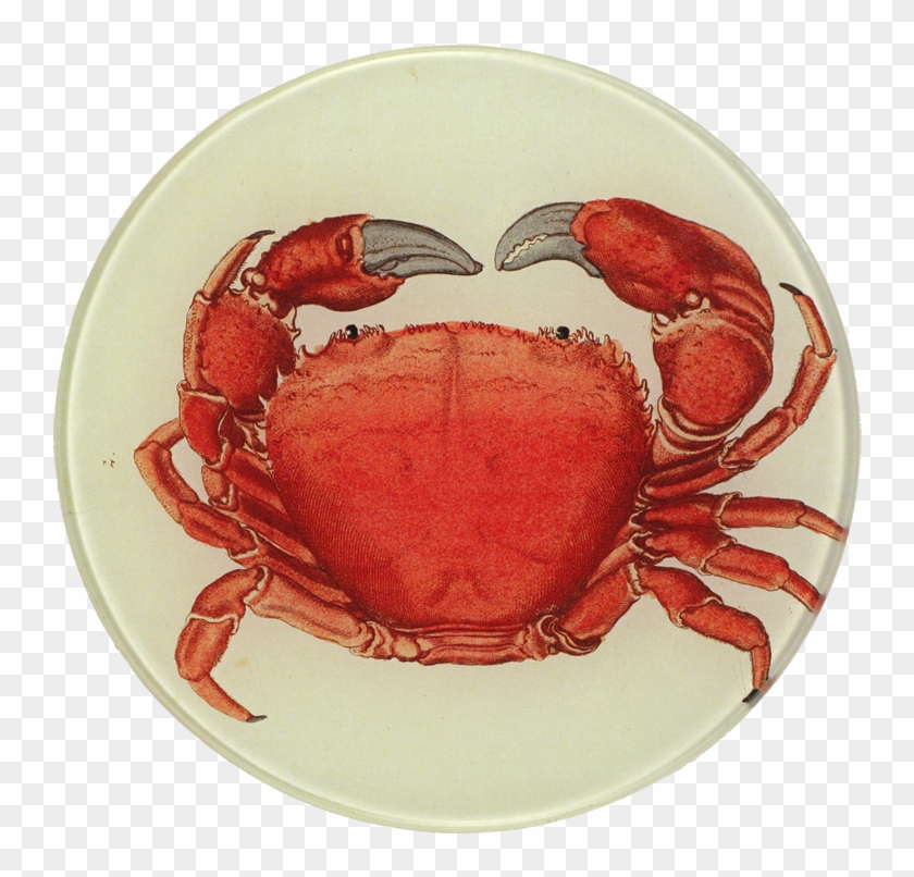 Dungeness Crab Clipart #4065666