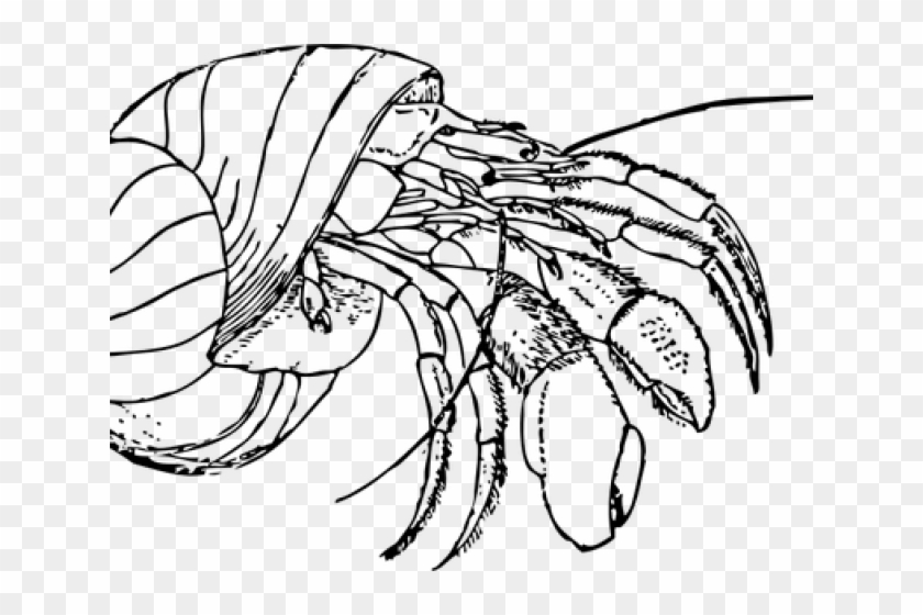 Hermit Crab Clipart Red Crab - Hermit Crab Clipart Black And White Png Transparent Png #4066273