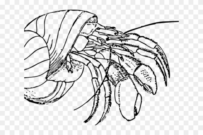 Hermit Crab Clipart Red Crab - Hermit Crab Clipart Black And White Png Transparent Png