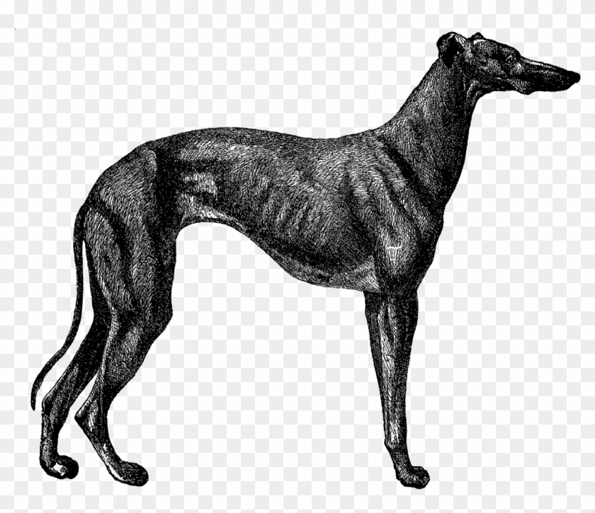 Digital Dog Greyhound Breed Clip Art Download - Greyhound Dog Illustration - Png Download #4068248
