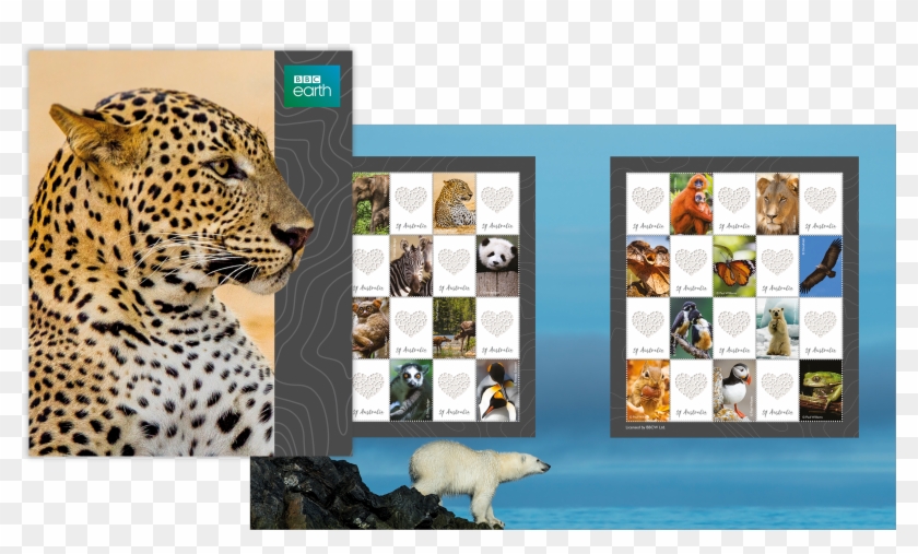 Bbc Earth Stamp Pack - African Leopard Clipart