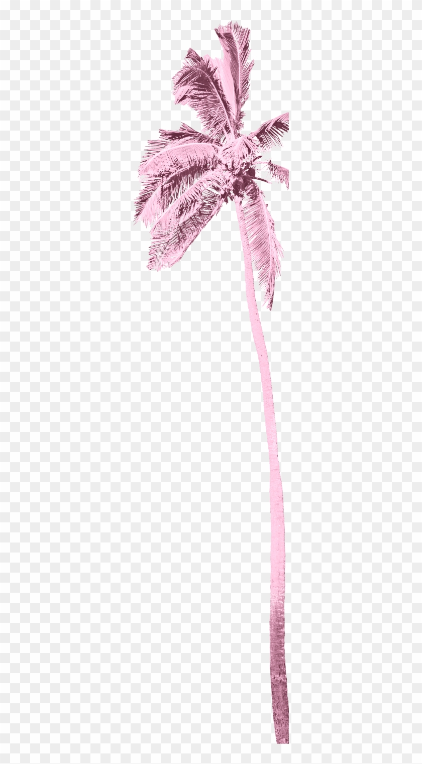 Palm Tree - Strap Clipart #4068752