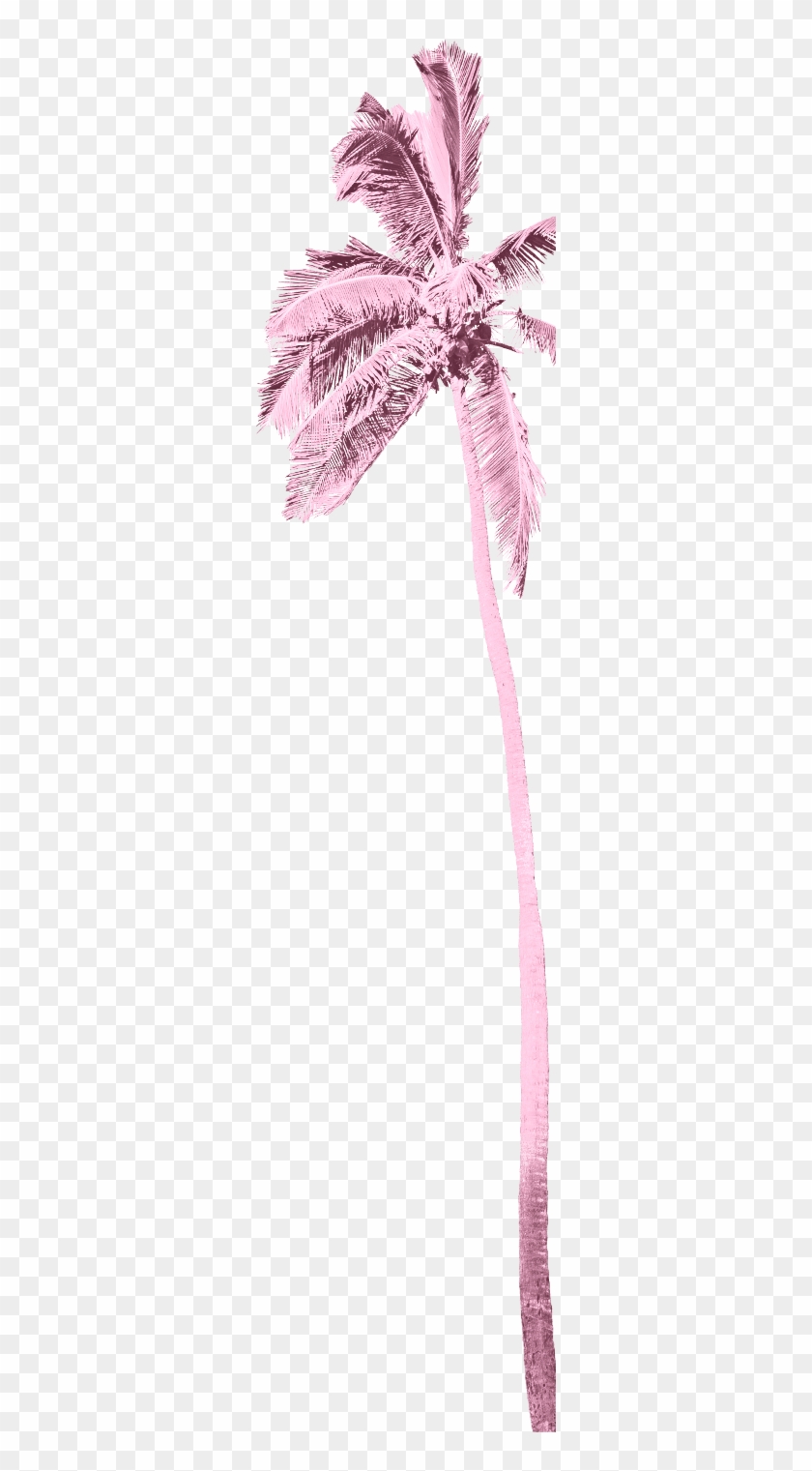 Palm Tree - Strap Clipart