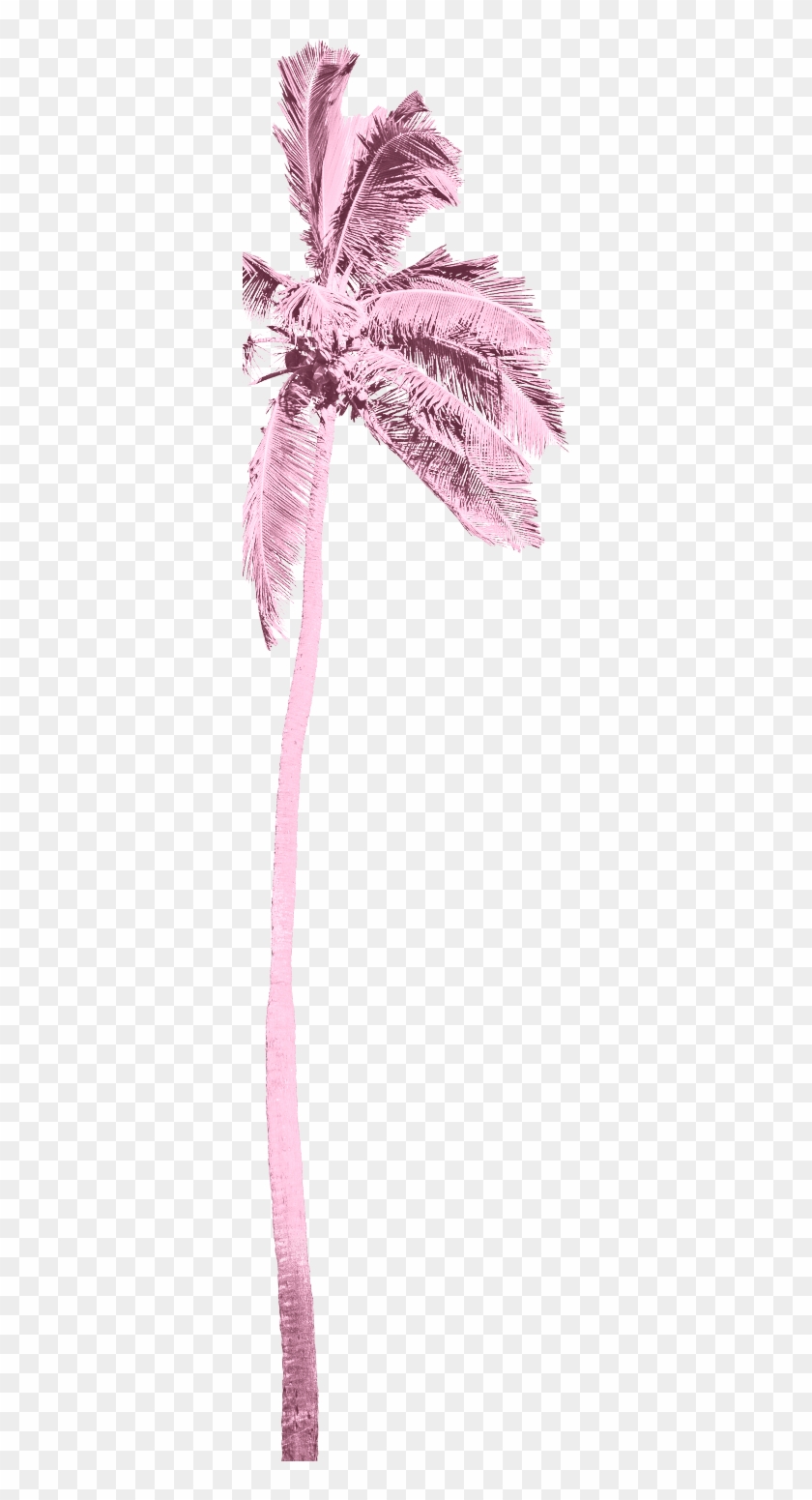 More Information About Dirty Dancing Tickets - Feather Clipart #4068790