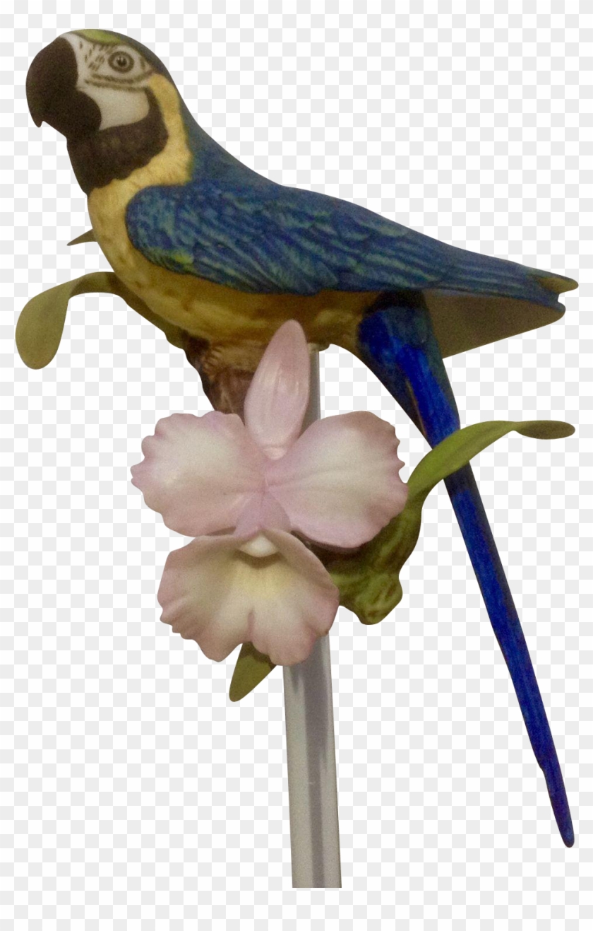 1987 Franklin Mint, Tropical Birds And Flowers Series, - Macaw Clipart #4070846