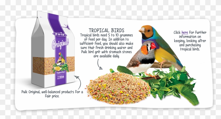 Previous - Next - Macaw Clipart