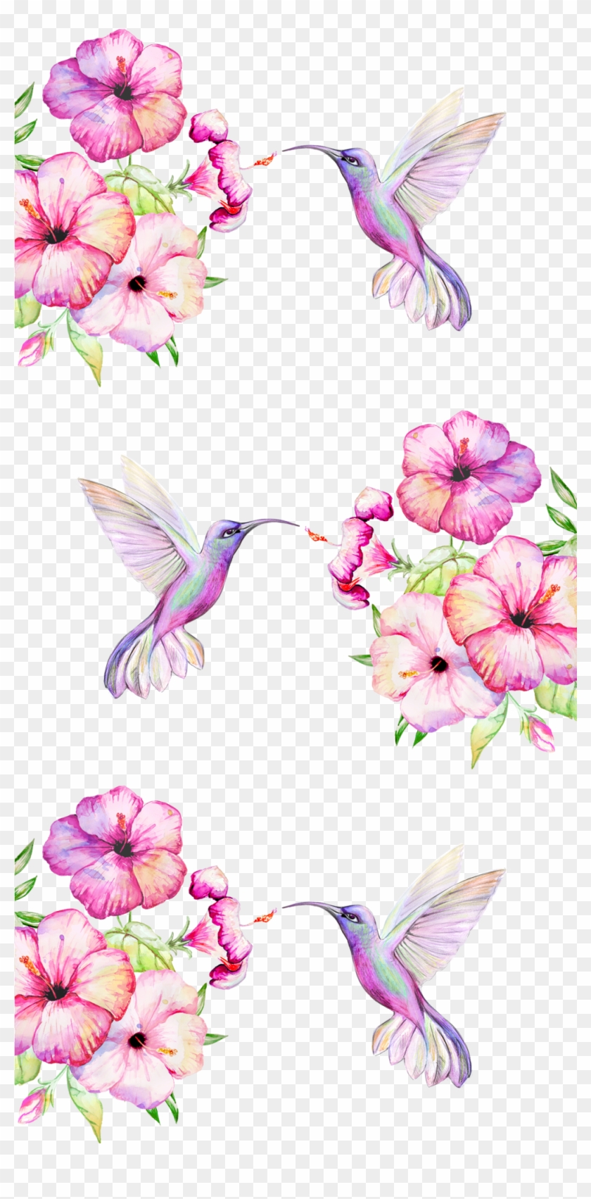#tropical #birds And #flowers - Hummingbird Clipart