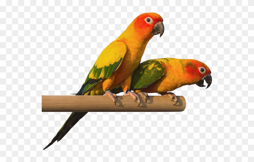 Placeholder - Parakeet Clipart