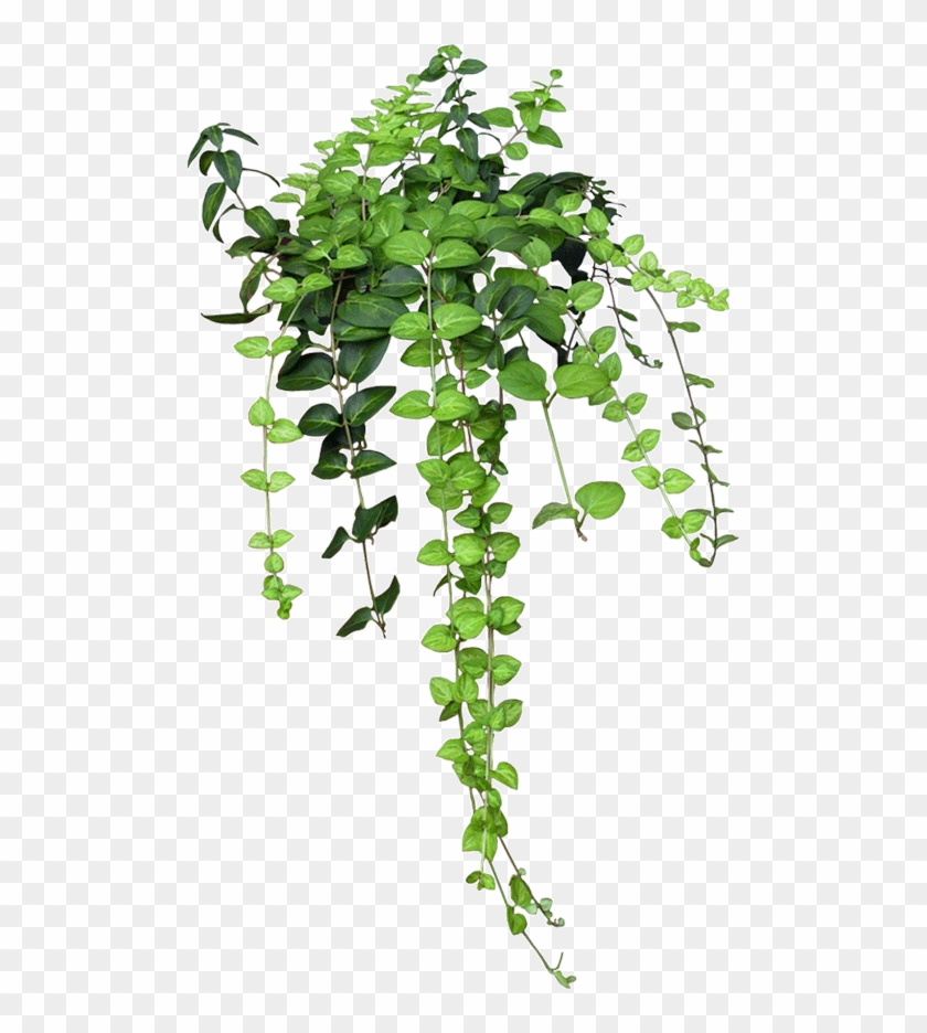 Enredadera - Plants Png Clipart