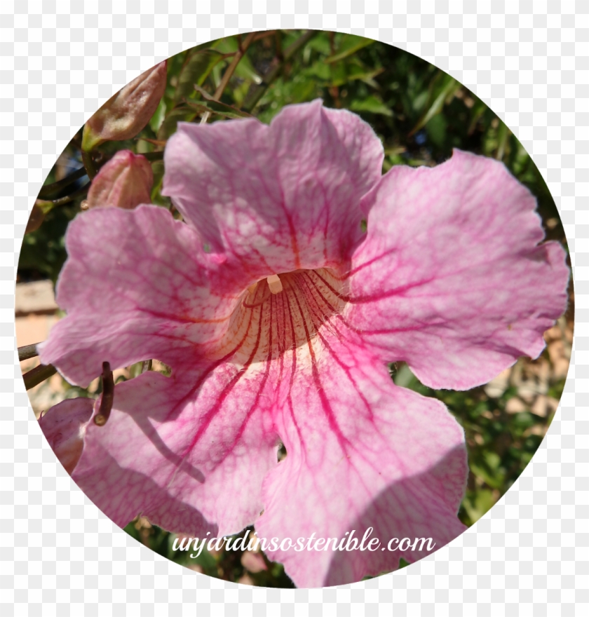 Riego, Esta Bella Enredadera No Es Muy Exigente Con - Peruvian Lily Clipart
