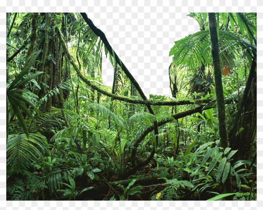 Enredadera Png Clipart #4074706