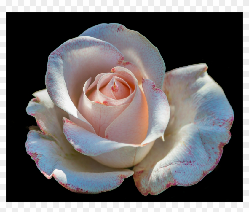 Our Bodies Are Like A Beautiful Flower In A Garden - Floribunda Clipart #4075130