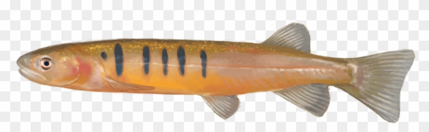 Using Edna To Detect This Species - Bony-fish Clipart