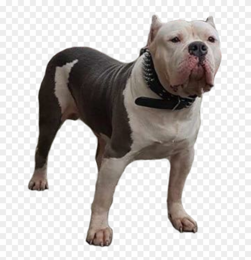 Dela Cruz´ Maybach - Alapaha Blue Blood Bulldog Clipart #4081024