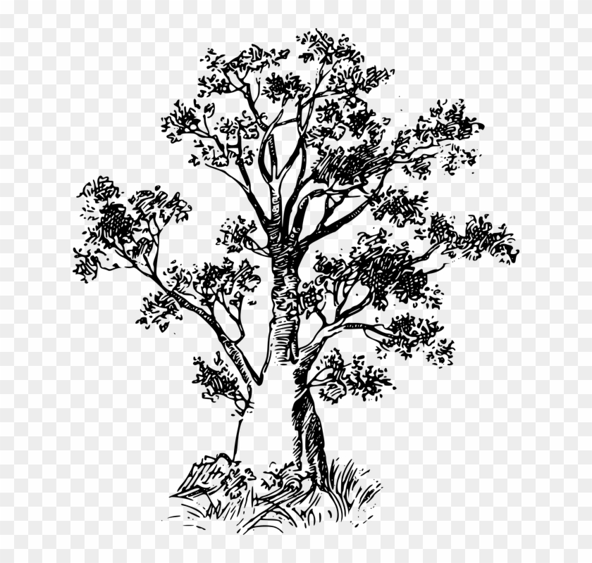 Africa Tree Png - Baoba Png Clipart #4081111