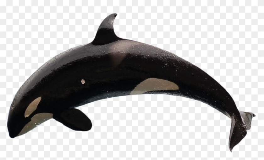Killer Whale - Killer Whale No Background Clipart #4083972