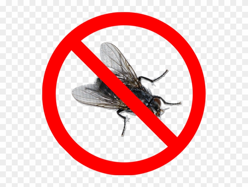 Please Do Not Send Flies As There Is Currently A Bug - Small Objects Choking Hazard Clipart #4084705