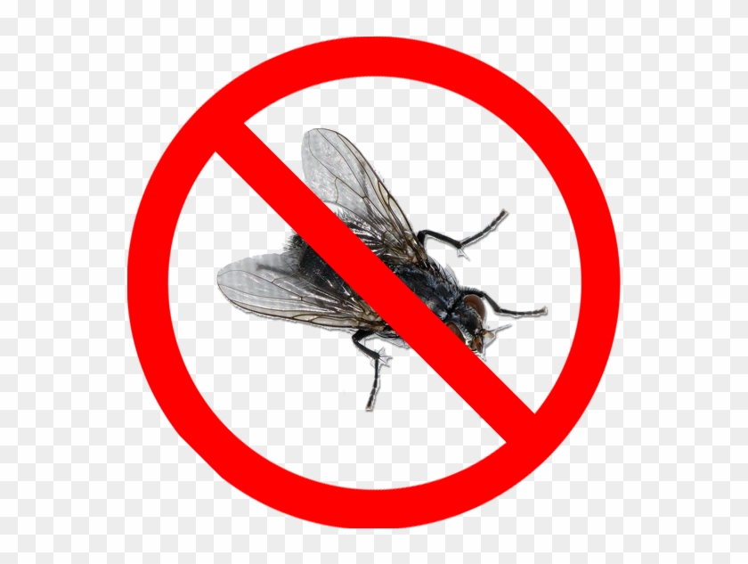 Please Do Not Send Flies As There Is Currently A Bug - Small Objects Choking Hazard Clipart