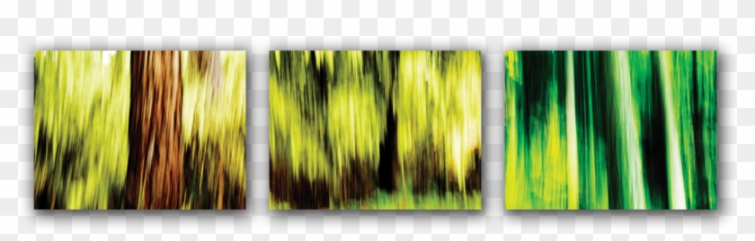 Collection Of Three Abstract Photos Of Forest In Eastern - Visual Arts Clipart #4087268