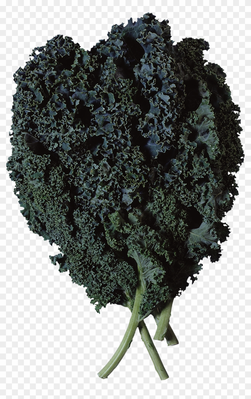 Salad Png Image - Curly Kale Clipart #4087577
