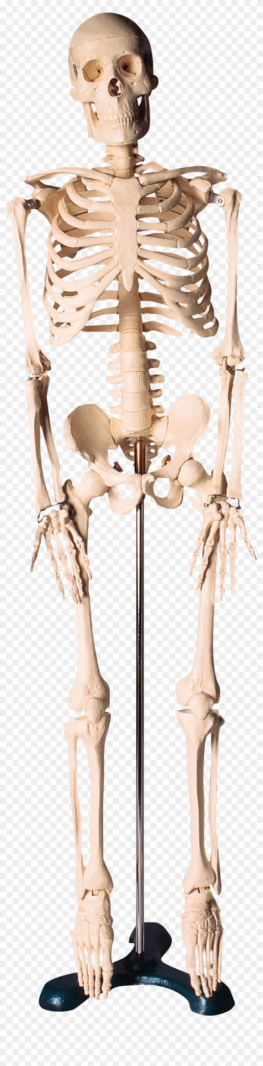 Skeleton Png - Скелет Человека Для Фотошопа Clipart #4088125