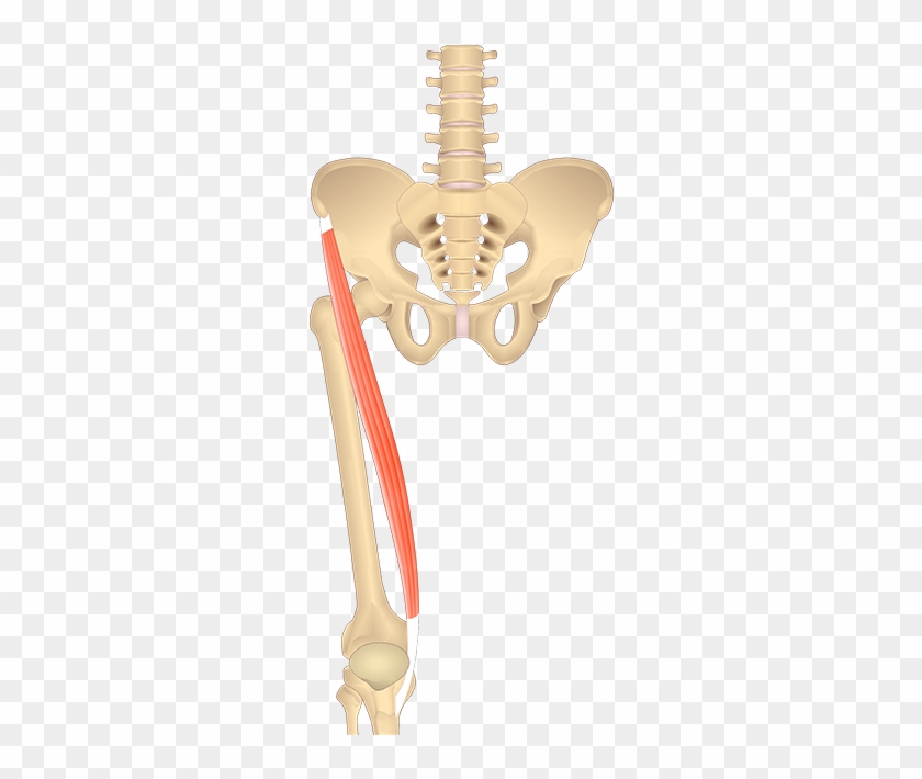 Sartorius Muscle Featured - Adductor Complex Clipart