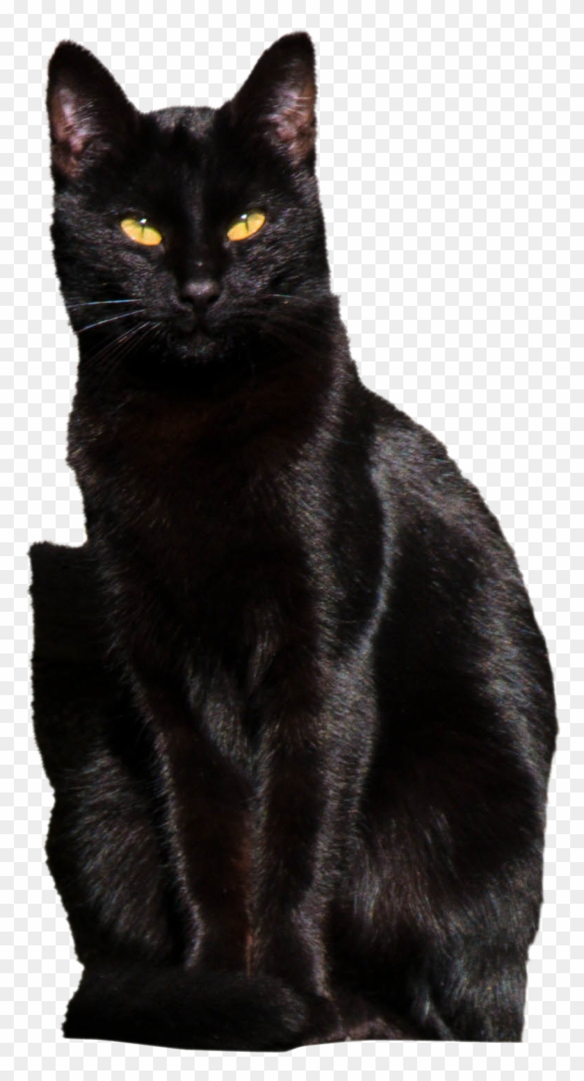 Cat-1166311 Clip - Black Cat - Png Download