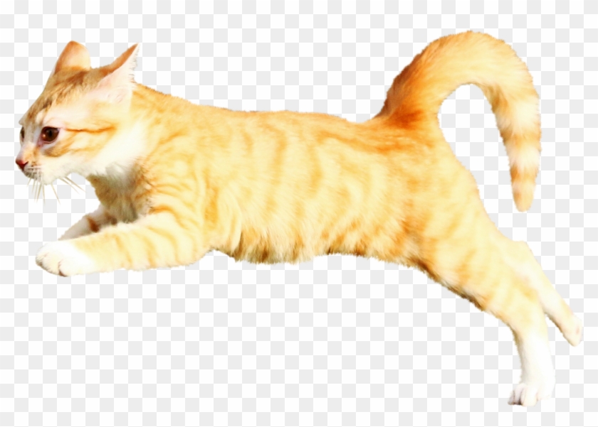 Cat-1166190 Clip - Arabian Mau - Png Download #4090537