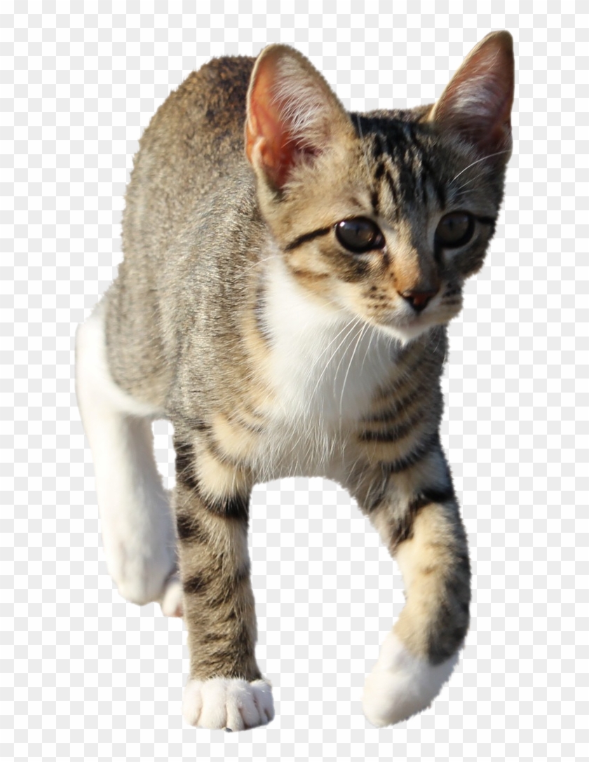 Cat-911190 Clip - Domestic Short-haired Cat - Png Download